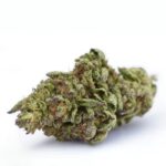 Purple Hindu Kush